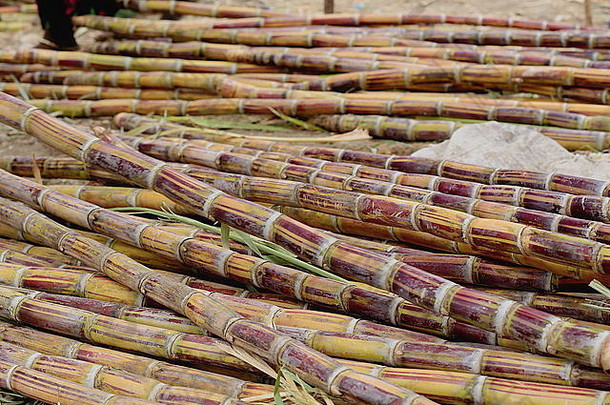 在奥罗莫·阿姆哈拉阿法尔人聚会的周日市场，甘蔗摆在地板上的摊位上出售。埃塞俄比亚森贝特