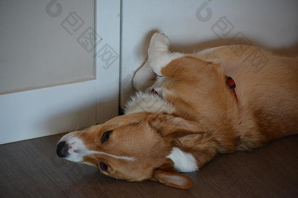 红色的紫貂威尔士彭布罗克威尔士矮脚狗惰化躺灰度背景