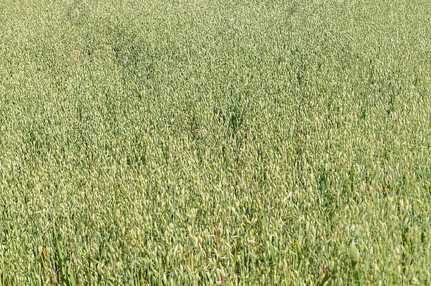 大量成熟的燕麦/燕麦生长在阳光充足的英国田地中。隐喻：可耕地、农业、谷物、<strong>粮食安全</strong>、英国作物生产。