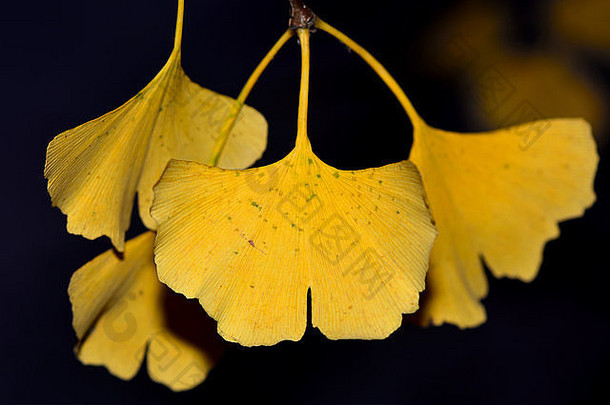银杏黄叶。梅登海尔树的叶子在秋天落下之前会变成金黄色