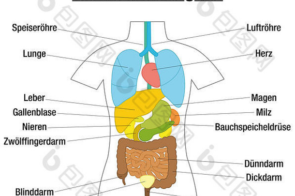 内部器官。德语中带有彩色器官和适当名称的示意图。白色背景上的插图。