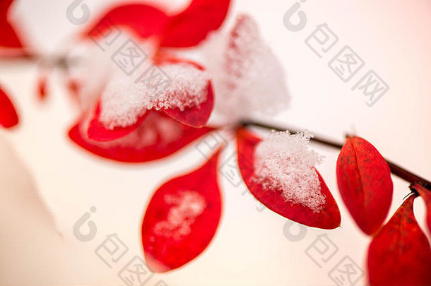 等待冬天雪中间秋天宏拍摄白色雪前明亮红色的秋天叶子浆果伏牛花布什