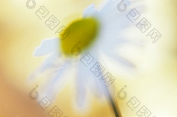 给人深刻印象的关闭白色黄色的花朵<strong>有</strong>香味的mayweed洋甘菊Recutita阳光照射的米色背景