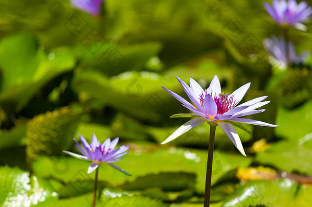 墨西哥锡那罗亚库利亚坎公共植物园水池上美丽的神圣莲花