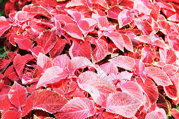 红色的三叶草太阳光红色的花背景红色的叶子城市花园