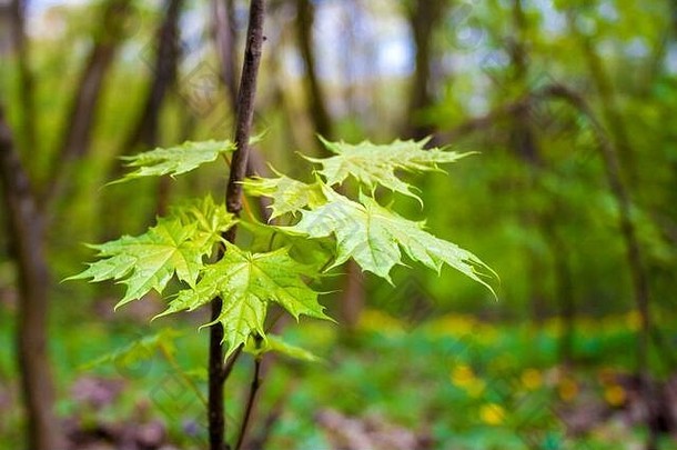 年轻的枫树特写在绿色的春天森林背景。春天的概念。乌克兰基辅Holosiivskyi国家自然公园