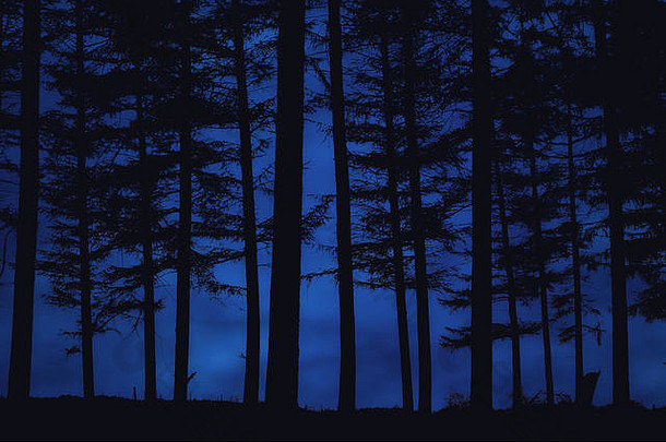 夜晚的森林
