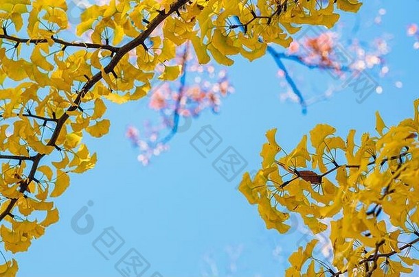 色彩鲜艳的<strong>银杏</strong>叶，天空清澈湛蓝。