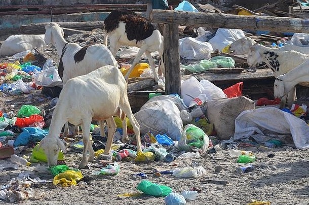 羊翻垃圾拜讬海滩旅游沿海附近达喀尔塞内加尔