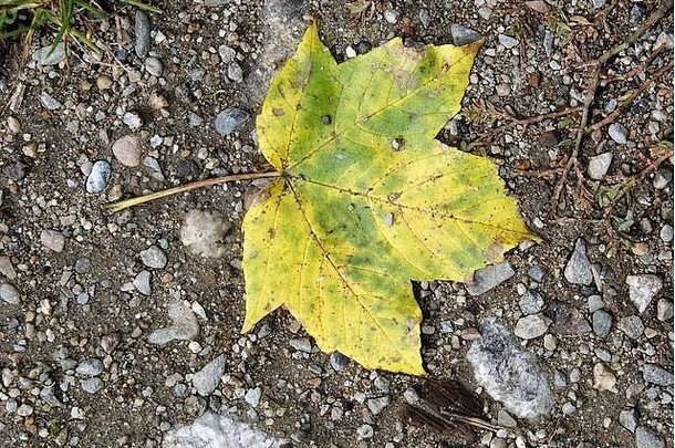 地上有一片叶子