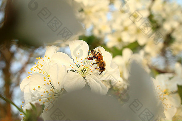 蜜蜂喝樱花的花蜜