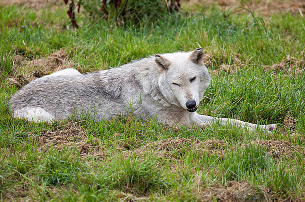 一只灰狼在空地上休息