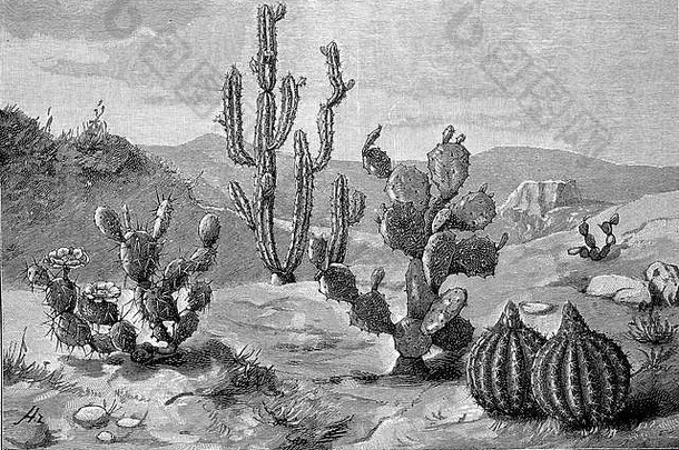 在<strong>一张图</strong>片中，来自不同气候的不同仙人掌，1880年的木刻