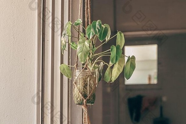 悬挂式玻璃容器中的Philodendron作为春季主题家居装饰