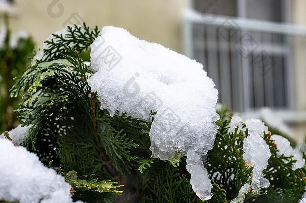 湿雪粘着分支机构小日本雪松树罕见的晚些时候冬天暴风雪
