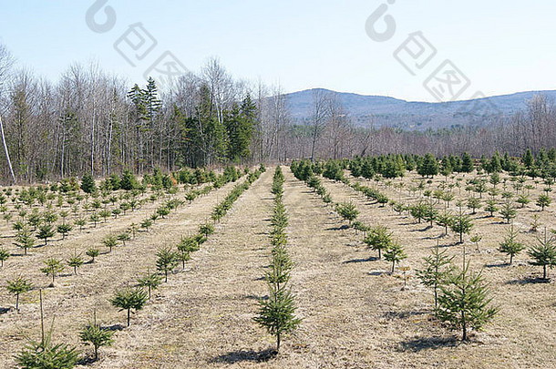 缅因州一个圣诞树农场生长的幼树的全景图。