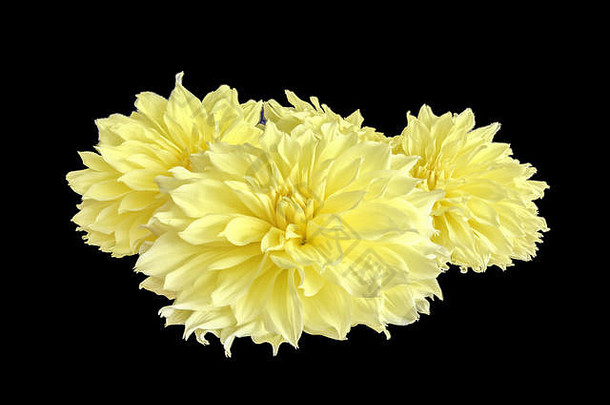 花卉美术静物画花卉三朵黄色盛开的大型仙人掌大丽花的宏观彩色肖像画在黑色背景上隔离开来