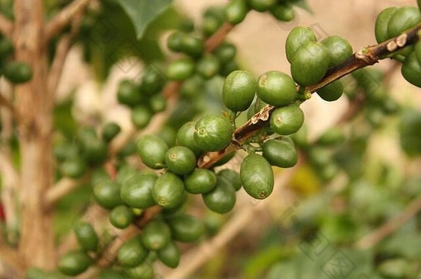 哥伦比亚咖啡种植园安第斯山脉的山谷金巴亚所以哥伦比亚三角形咖啡