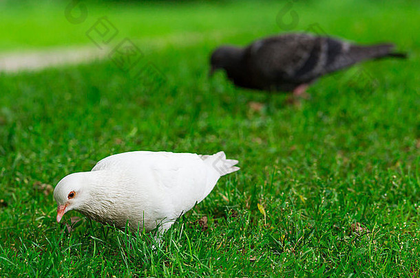 一只罕见的白鸽站在绿草上，旁边有一只黑鸽