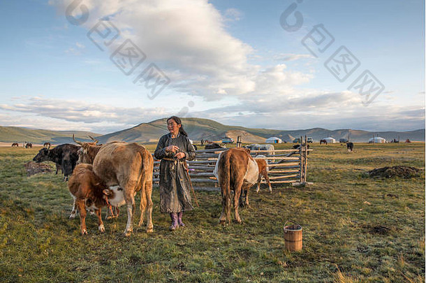 挤奶的蒙古游牧妇女