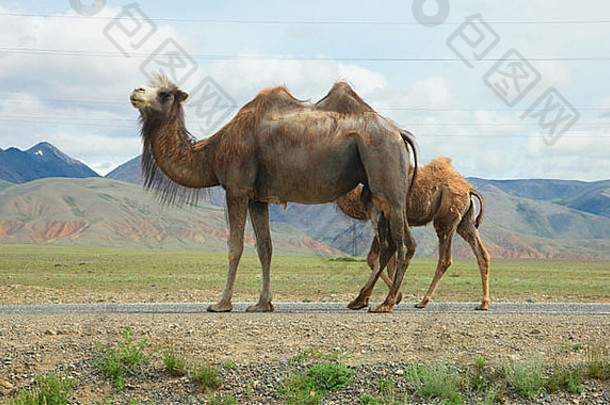 蒙古阿尔泰草原上的双峰驼
