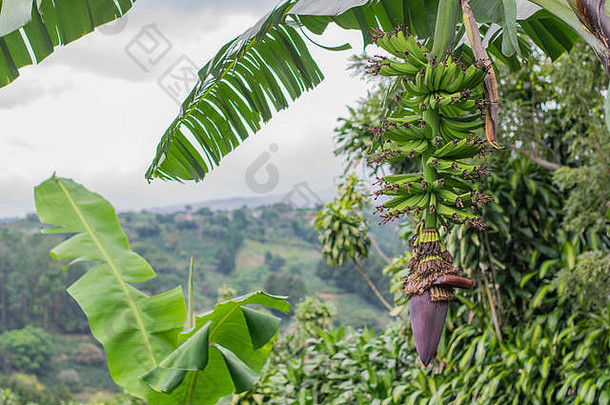 哥斯达黎加的一棵香蕉树，树底有一长串未成熟的香蕉和紫色的香蕉花，背景是茂盛的山丘