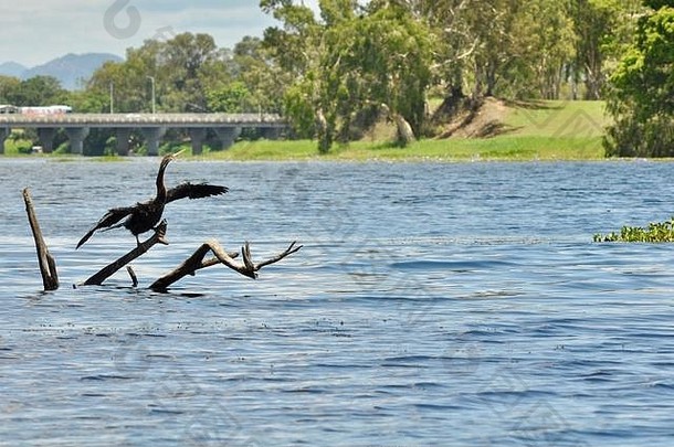 澳大利亚汤斯维尔罗斯河，澳大拉西亚镖鲈（Anhinga melanogaster）在用餐之间晾干翅膀，