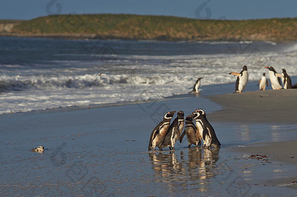 集团以麦哲伦命名的企鹅spheniscus麦哲伦尼库斯挤作一团海滩标题海“海狮岛福克兰岛屿