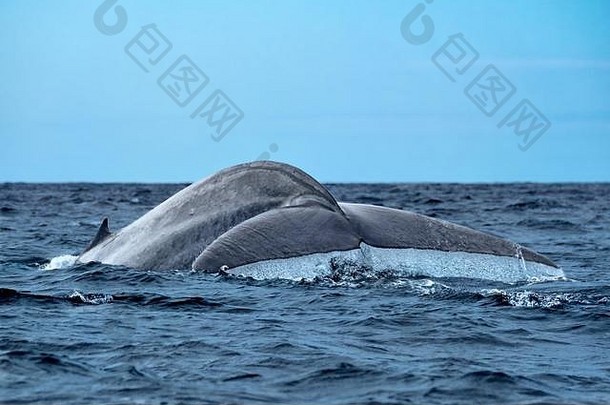 一头巨大的蓝鲸在潜水时露出尾鳍