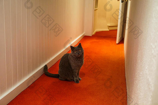 一只灰色的英国短毛猫，黄色的大眼睛，坐在走廊里，看着摄像机
