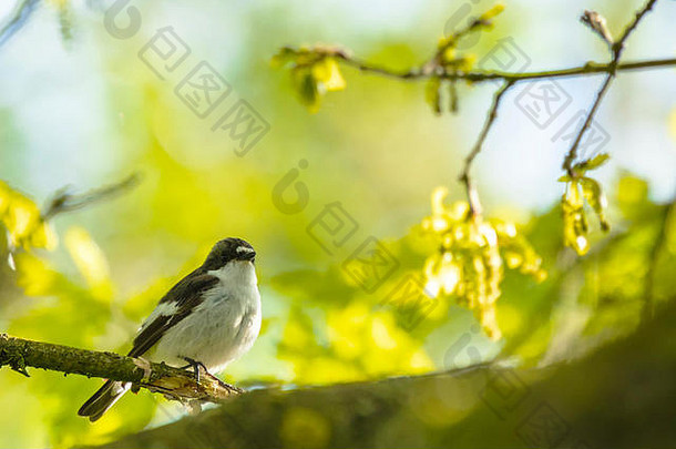 特写镜头欧洲皮耶德捕蝇草鸟ficedula低白细胞增多症验布分支唱歌绿色森林春天繁殖季节