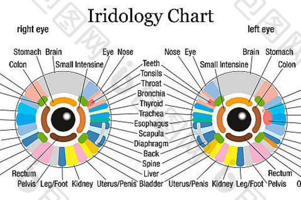 虹膜学或虹膜诊断图，准确描述相应的内部器官和身体部位。