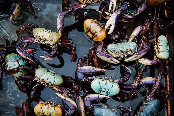 巴西里约热内卢市场上出售的蓝色螃蟹
