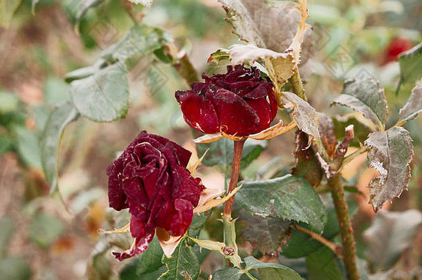 秋天花园里的两朵红茶玫瑰花