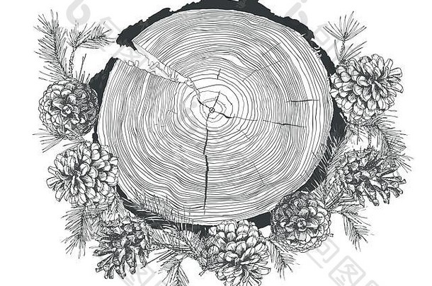真实的植物墨水素描冷杉树枝与松果和树木生长环树干隔离在白色背景上。