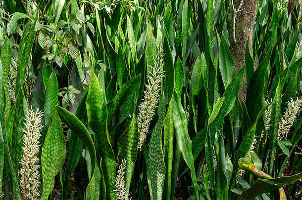 <strong>岳母</strong>舌a.k.a.蛇植物（Sansevieria hyacinthoides）花-美国佛罗里达州戴维斯松岛岭自然区