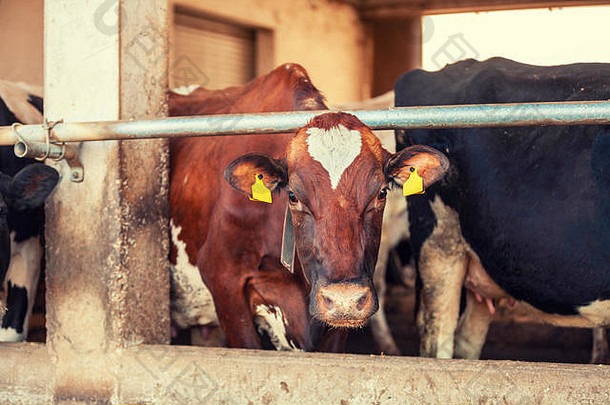 农场里一头牛对另一头牛的肖像