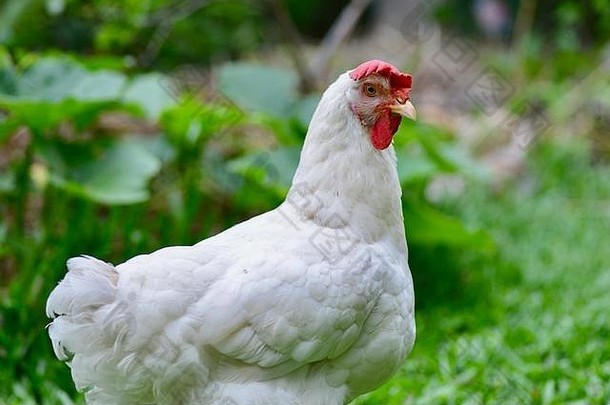 澳大利亚昆士兰汤斯维尔，在草坪上觅食的白层母鸡