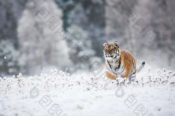 年轻的西伯利亚老虎运行雪字段