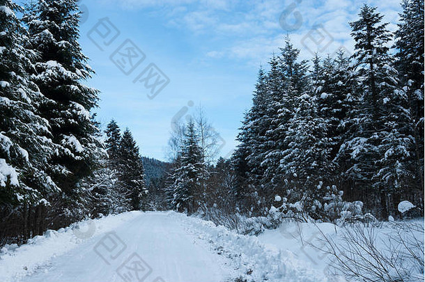 纳特拉2000，比斯扎迪，波兰，欧洲。森林中的冬季道路