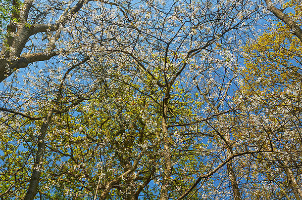 春天，在肯特乡村，透过鲜花盛开的树枝仰望纯净的蓝天。肯特、英国、英国、欧洲