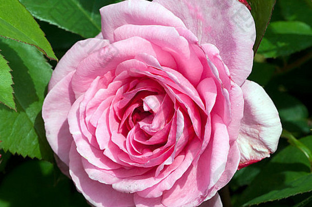 英国玫瑰，格特鲁德·杰基尔