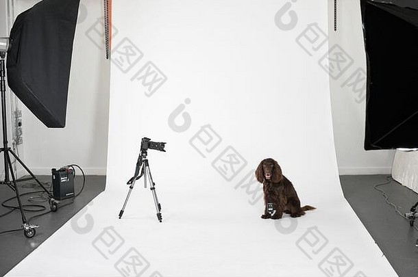 狗摄影工作室