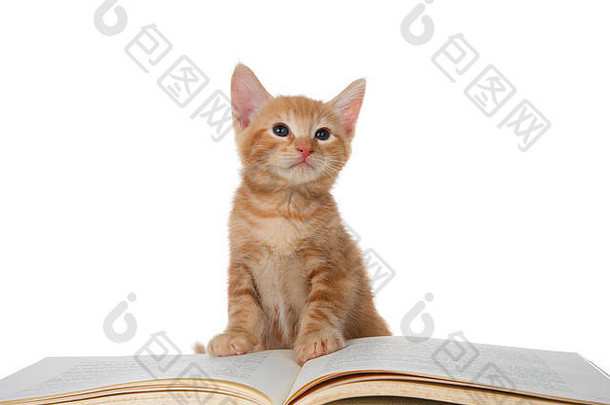可爱的小橙色姜黄色塔比猫坐在一本故事书上，直视着观众。白色的隔离带。教育,娱乐,，