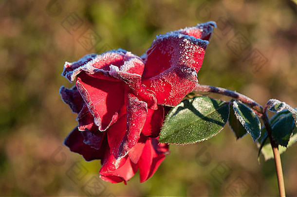 冻冷淡的红色的玫瑰