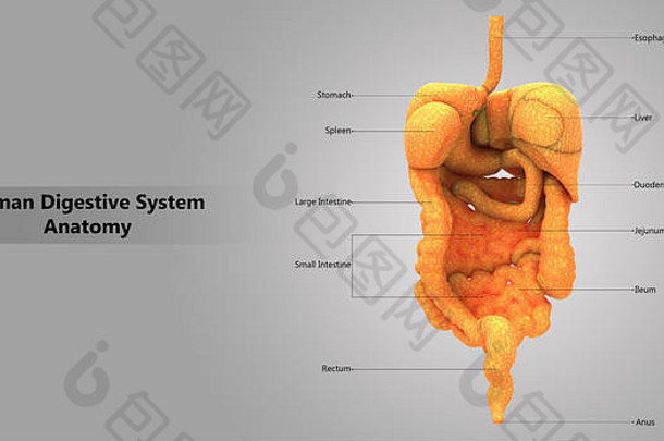 标签设计人体消化系统大肠和小肠解剖后视图