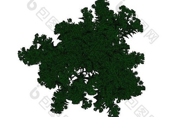 在白色背景上隔离绿色边缘的黑色轮廓树的三维渲染