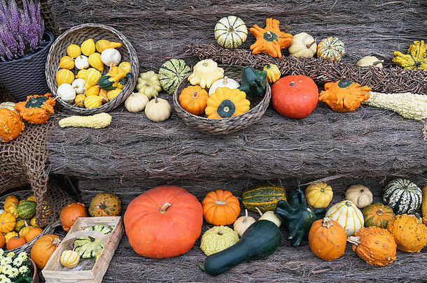 秋天明亮的静物画，在质朴的木质背景上点缀着南瓜和南瓜饼。感恩节和万圣节概念，秋季彩卡