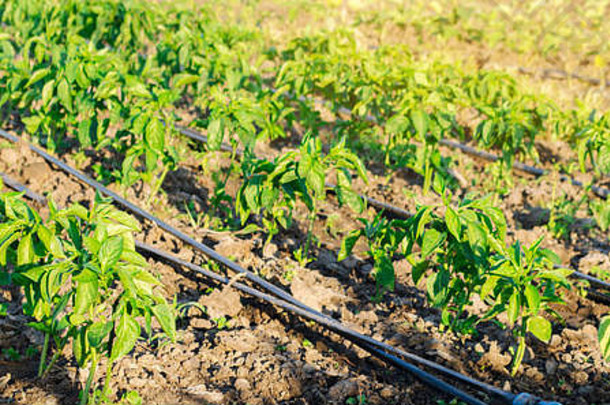 阳光明媚的日子里，农场上一排排的小辣椒。种植有机蔬菜和滴灌。环保产品。农业和农业。乌克兰