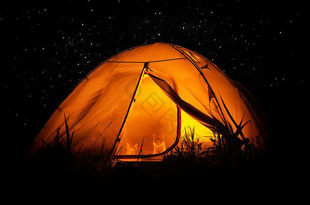 猫狗旅行者。晚上，动物们围着星星坐在露营帐篷里。夜晚森林里有灯光的帐篷。